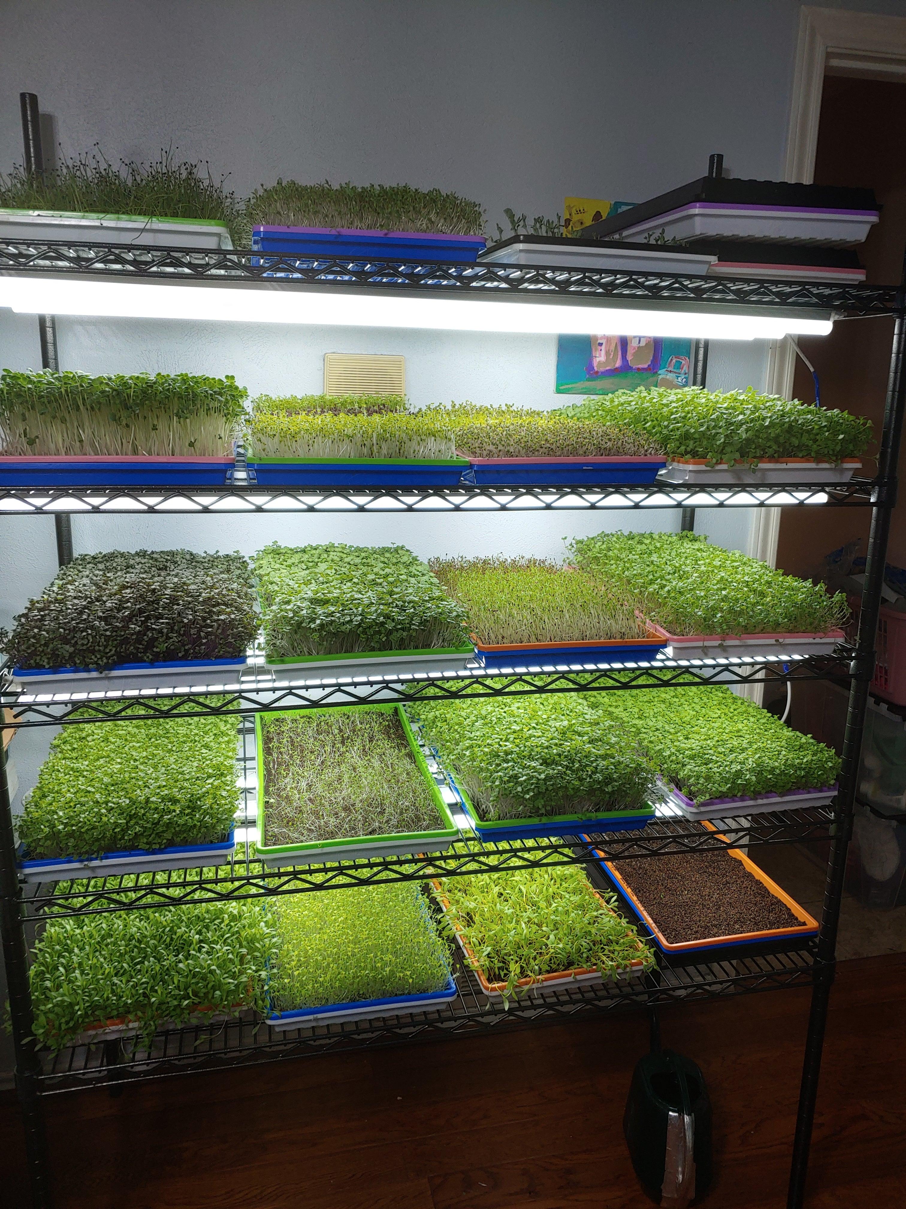 Growing under lights