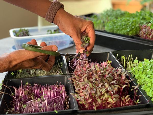 Harvesting fresh