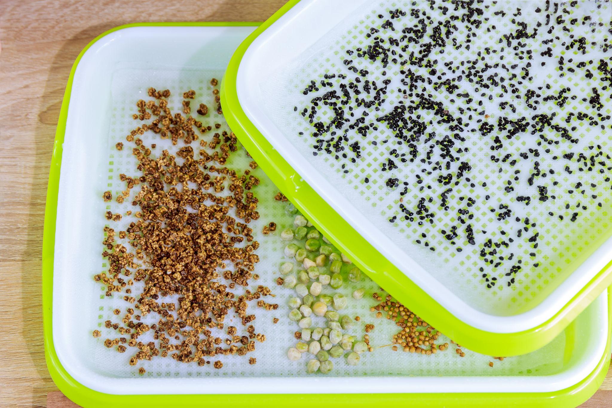 Seeds and sowing
